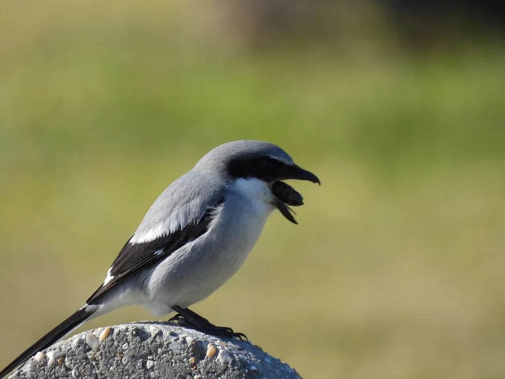 呆头伯劳(Lanius ludovicianus)