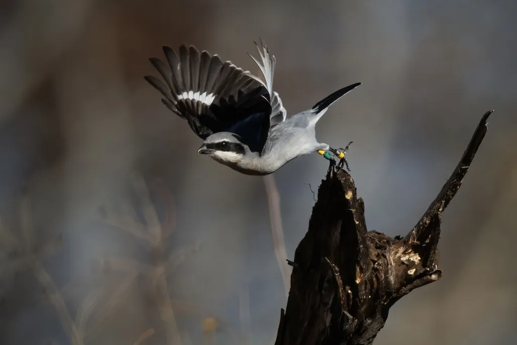 呆头伯劳(Lanius ludovicianus)
