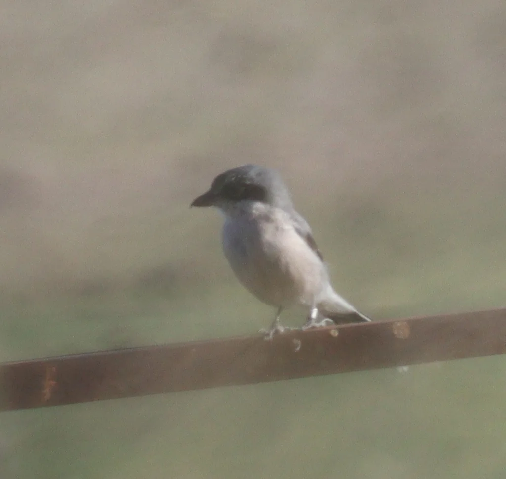 伊比利亚灰伯劳(Lanius meridionalis)