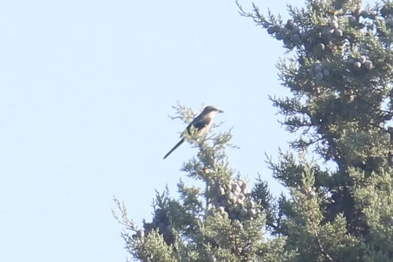 伊比利亚灰伯劳(Lanius meridionalis)