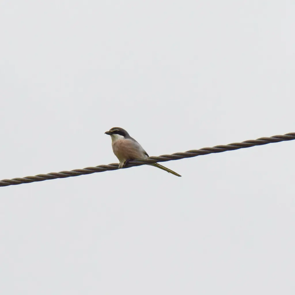 伊比利亚灰伯劳(Lanius meridionalis)