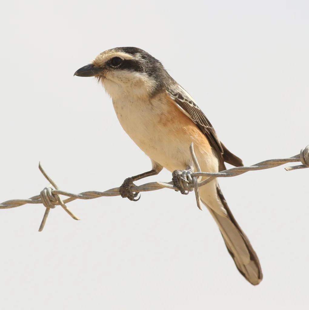 云斑伯劳(Lanius nubicus)