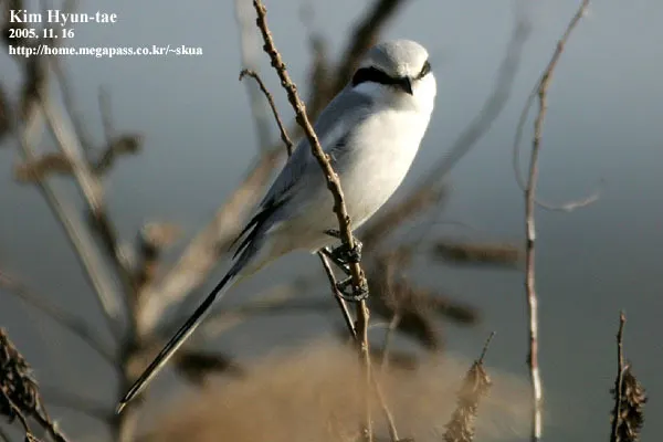 楔尾伯劳（Lanius sphenocercus）