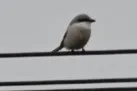 楔尾伯劳（Lanius sphenocercus）