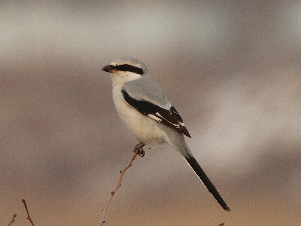 楔尾伯劳（Lanius sphenocercus）