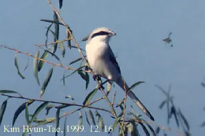 楔尾伯劳（Lanius sphenocercus）