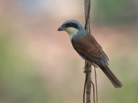 虎纹伯劳