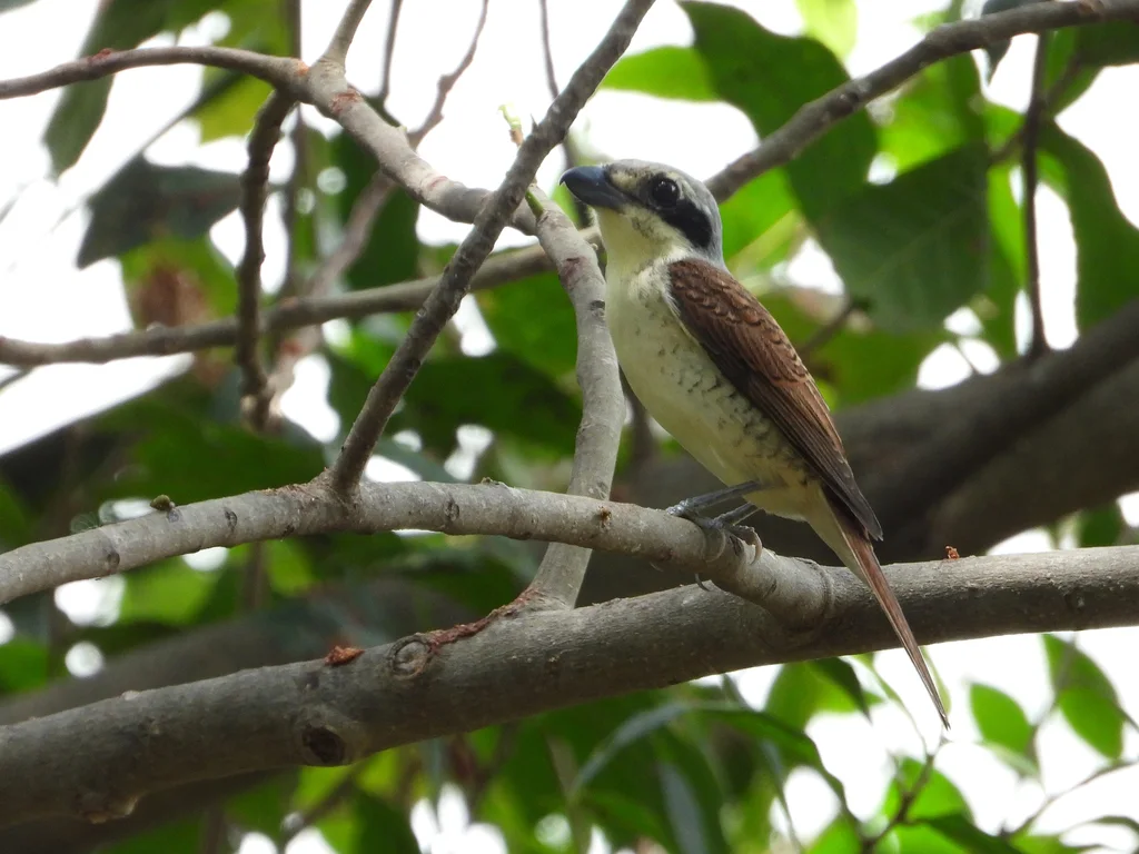 虎纹伯劳（Lanius tigrinus）