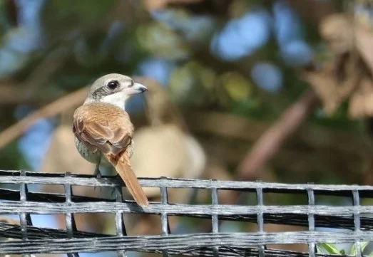 虎纹伯劳（Lanius tigrinus）