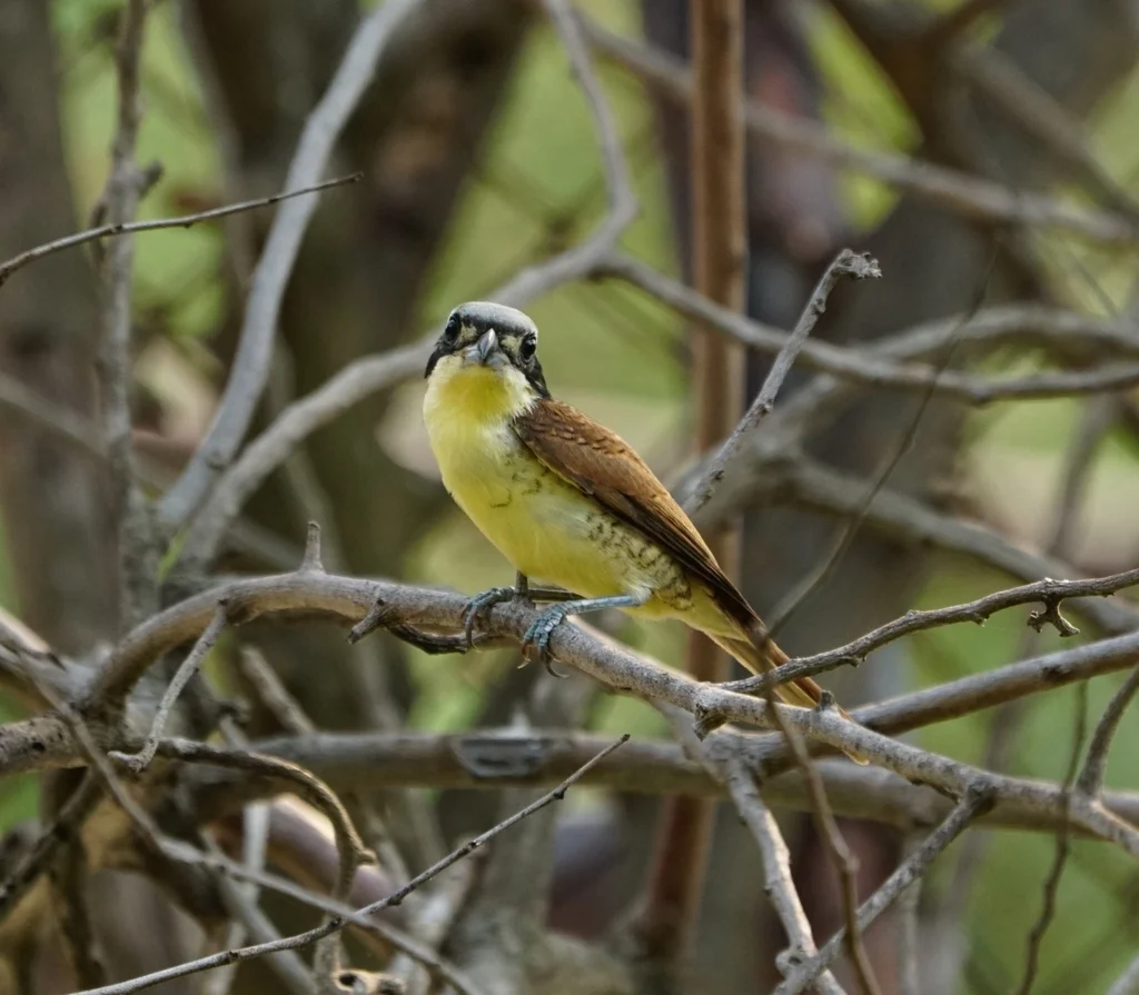 虎纹伯劳（Lanius tigrinus）