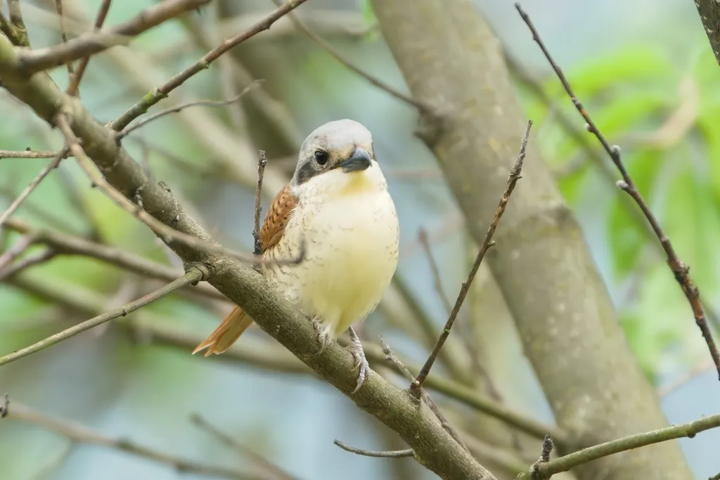 虎纹伯劳（Lanius tigrinus）