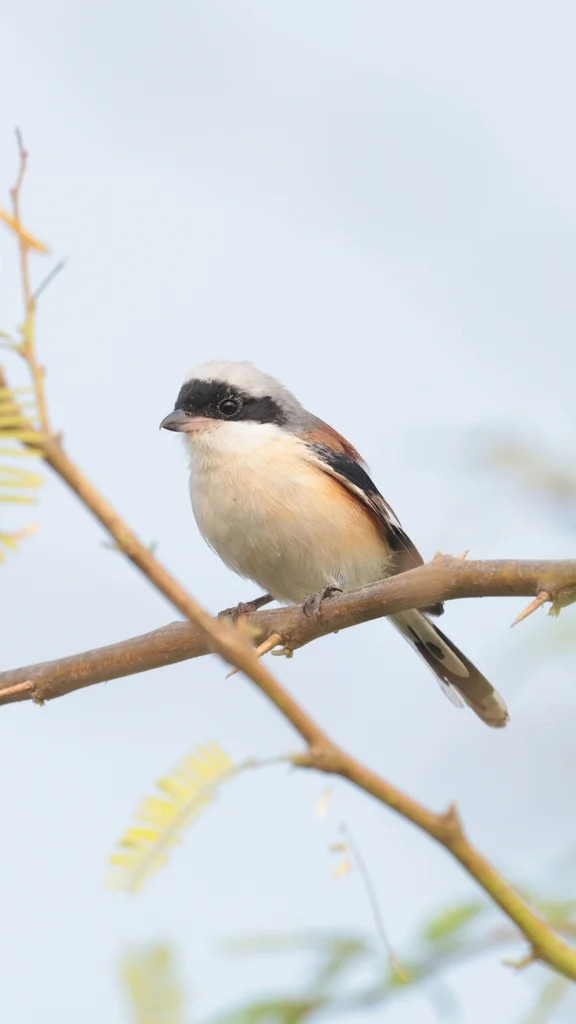 褐背伯劳(Lanius vittatus)