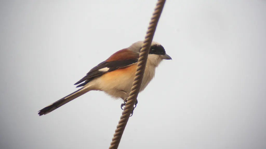 褐背伯劳(Lanius vittatus)