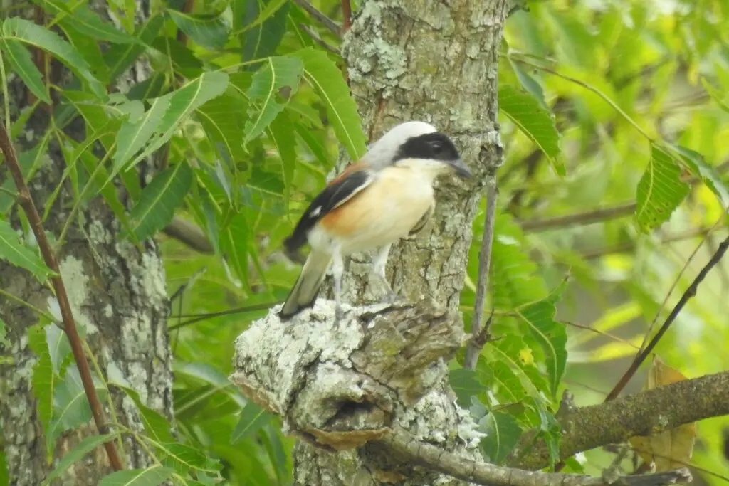 褐背伯劳(Lanius vittatus)
