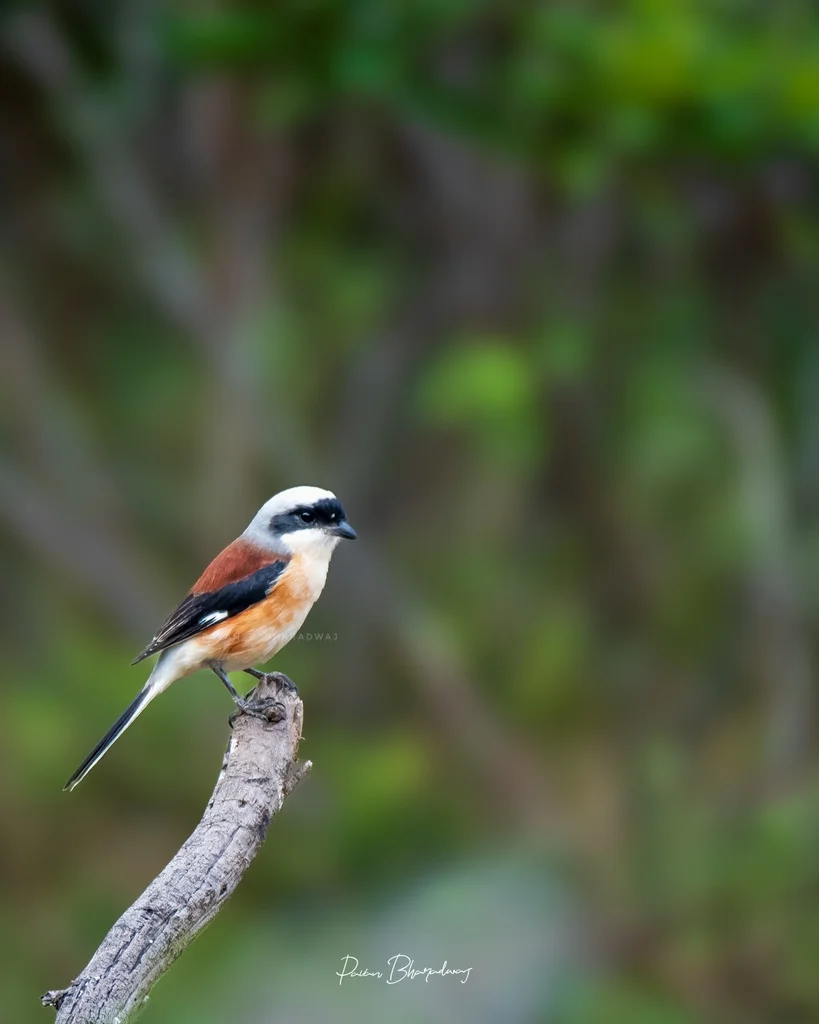 褐背伯劳(Lanius vittatus)
