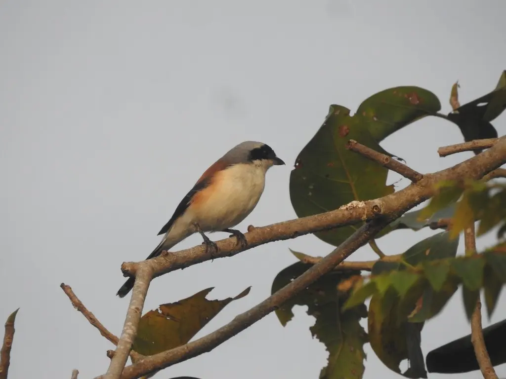 褐背伯劳(Lanius vittatus)