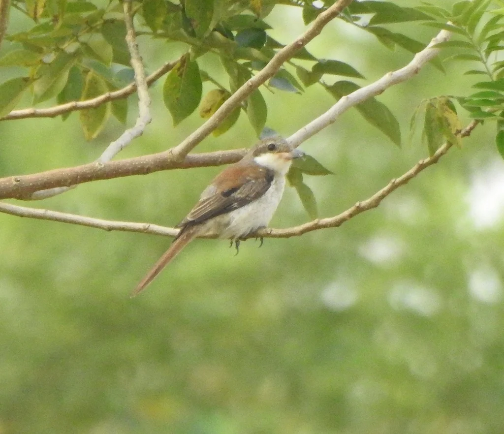 褐背伯劳(Lanius vittatus)