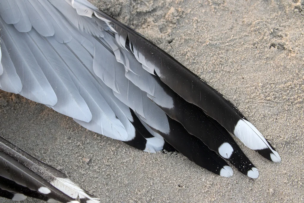 银鸥(Larus argentatus)