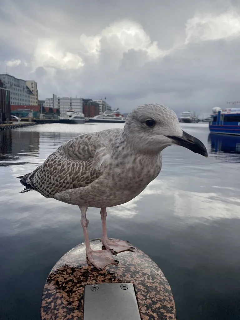 银鸥(Larus argentatus)