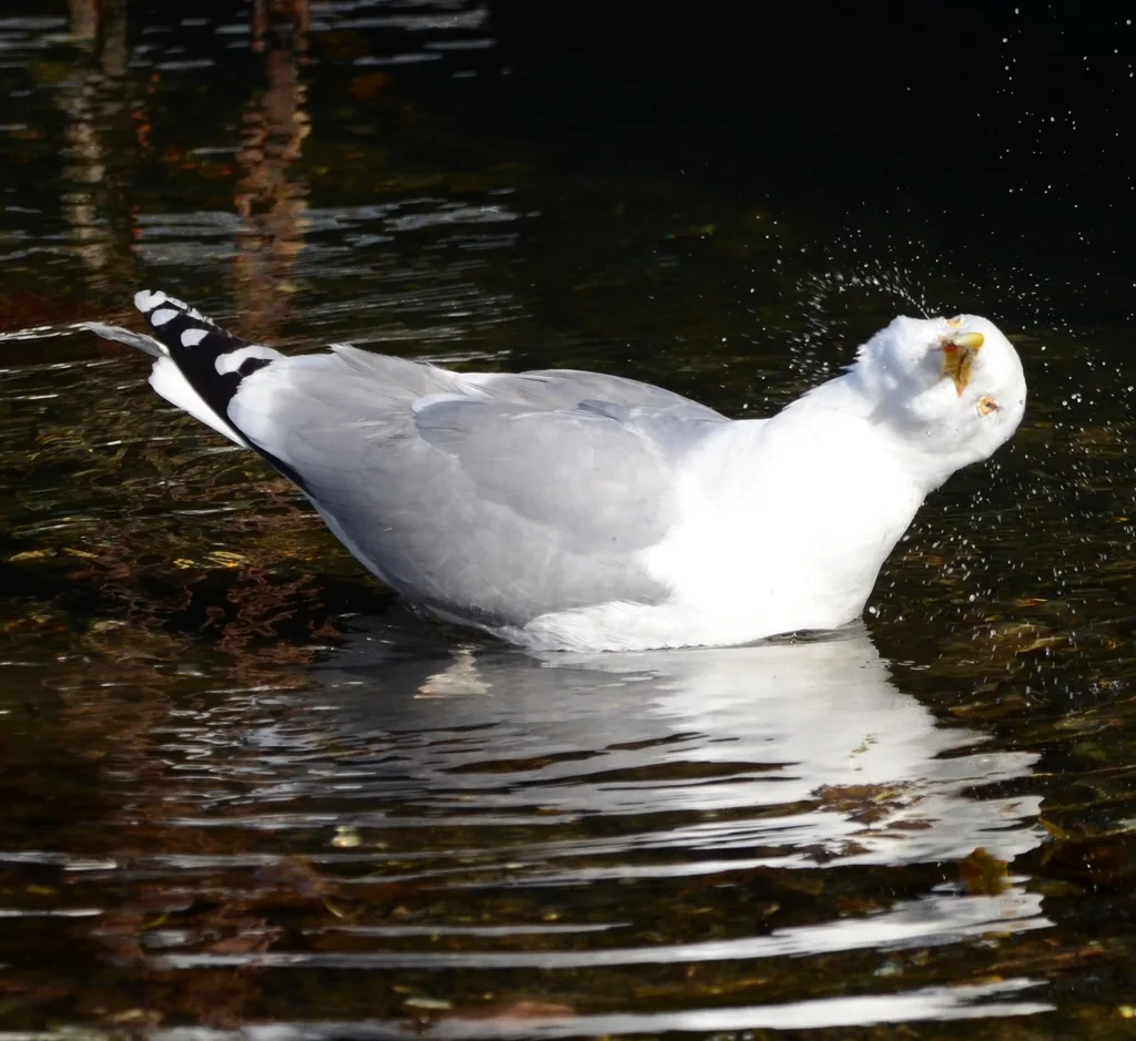 银鸥(Larus argentatus)