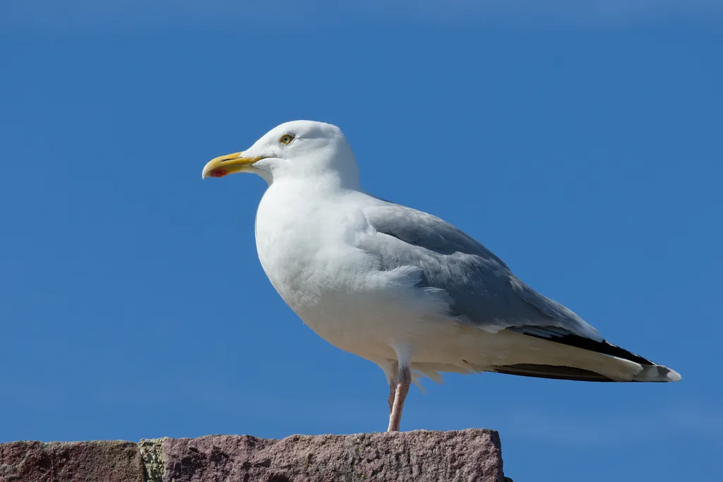 银鸥(Larus argentatus)
