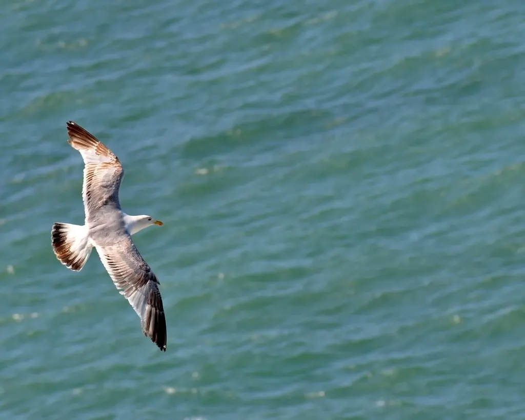 银鸥(Larus argentatus)