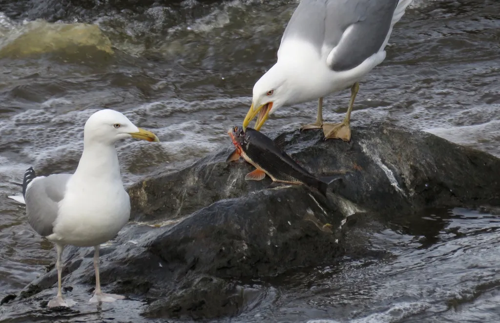 银鸥(Larus argentatus)