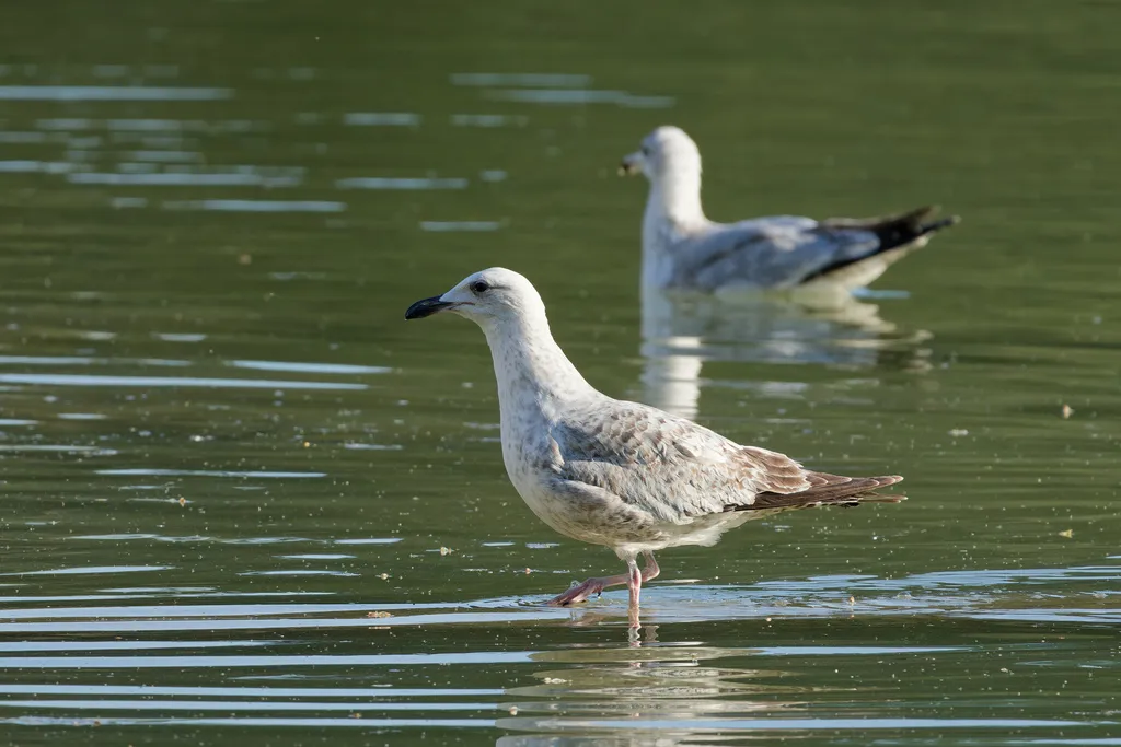 银鸥(Larus argentatus)