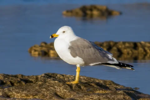 亚美尼亚鸥