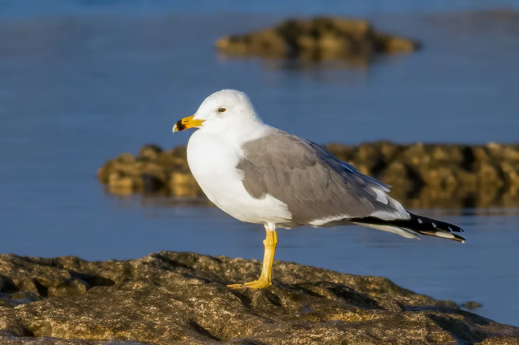 亚美尼亚鸥(Larus armenicus)