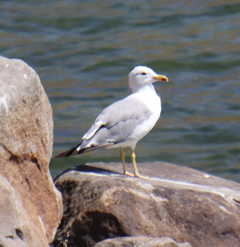 亚美尼亚鸥(Larus armenicus)
