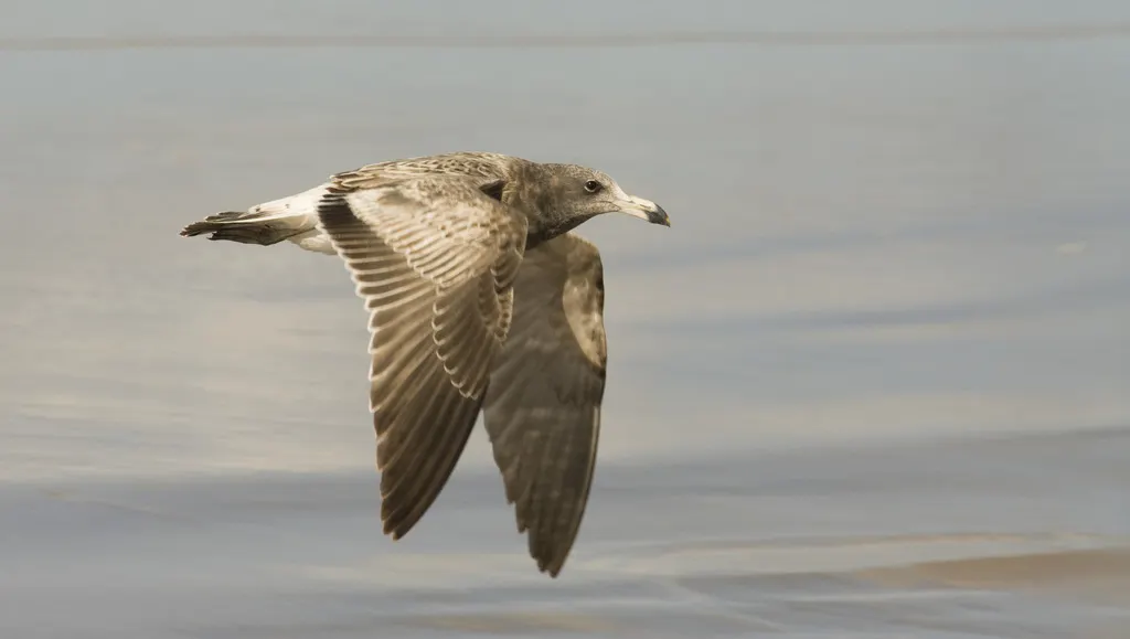 大西洋鸥（Larus atlanticus）