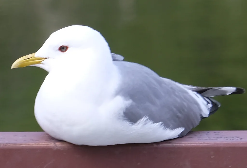 美洲海鸥(Larus brachyrhynchus)