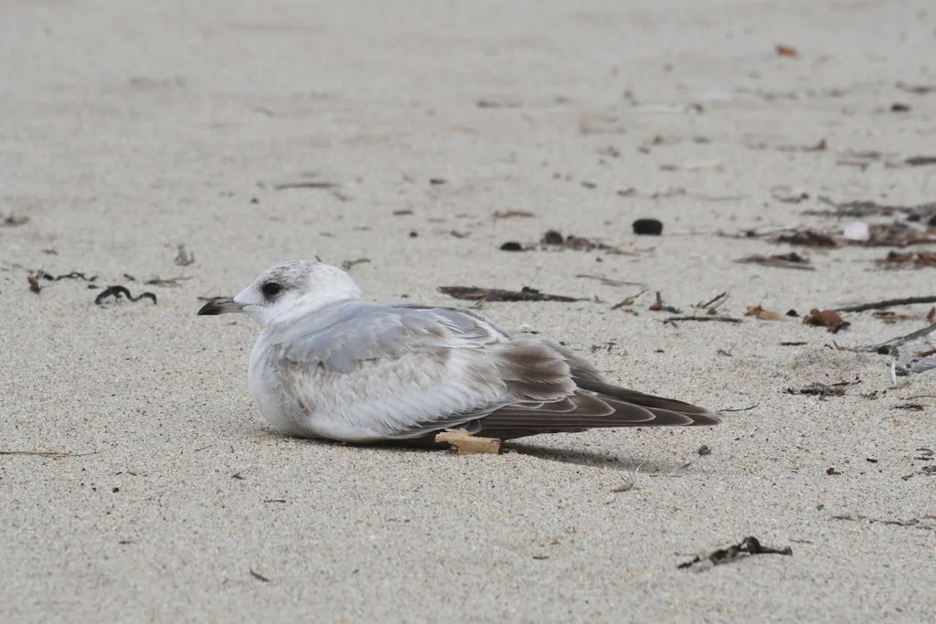 美洲海鸥(Larus brachyrhynchus)