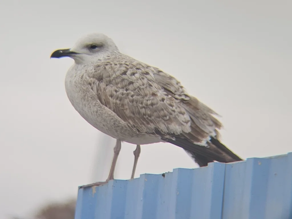 里海银鸥(Larus cachinnans)