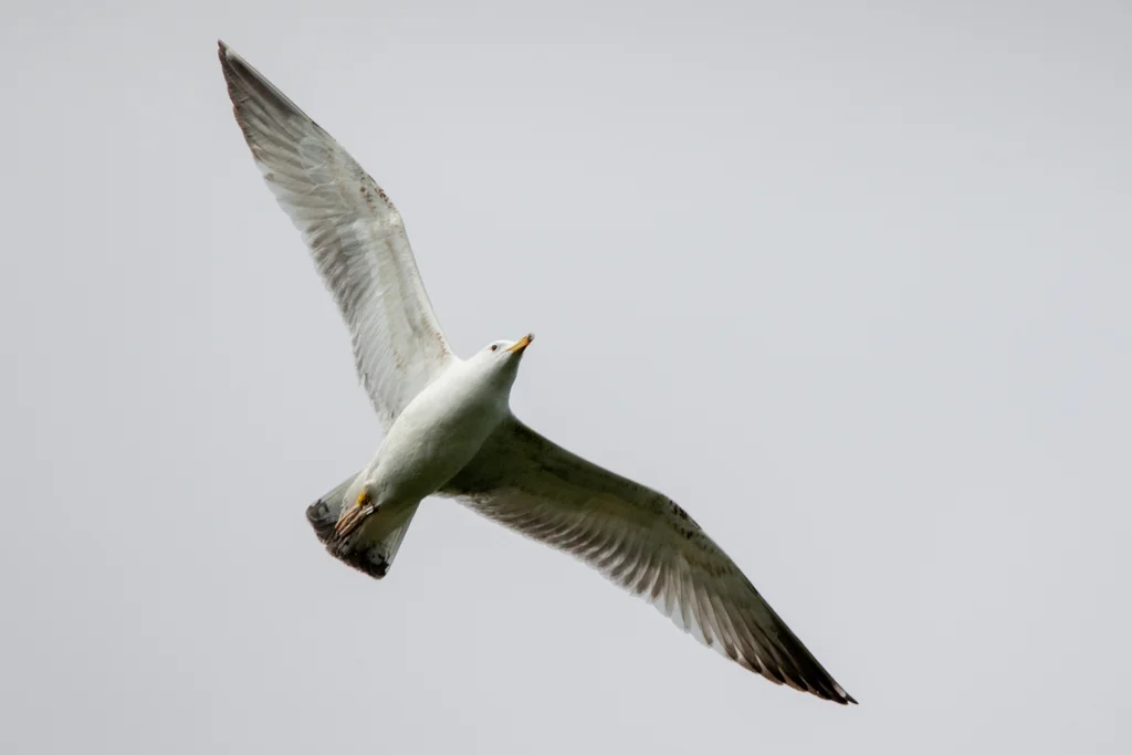 里海银鸥(Larus cachinnans)