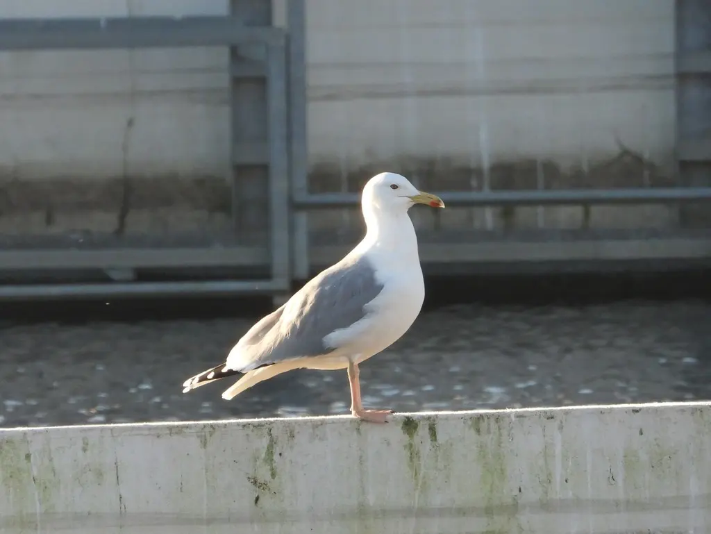 里海银鸥(Larus cachinnans)