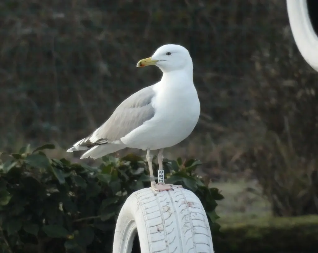 里海银鸥(Larus cachinnans)
