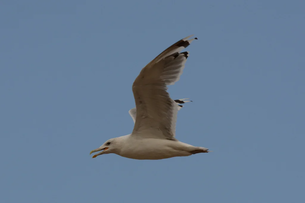 里海银鸥(Larus cachinnans)