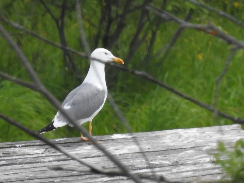 里海银鸥(Larus cachinnans)