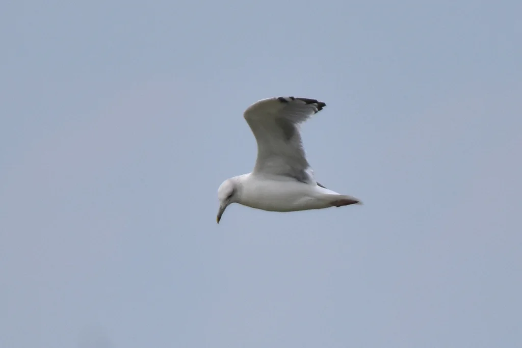 里海银鸥(Larus cachinnans)