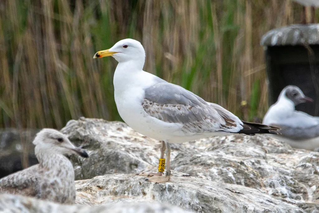 里海银鸥(Larus cachinnans)