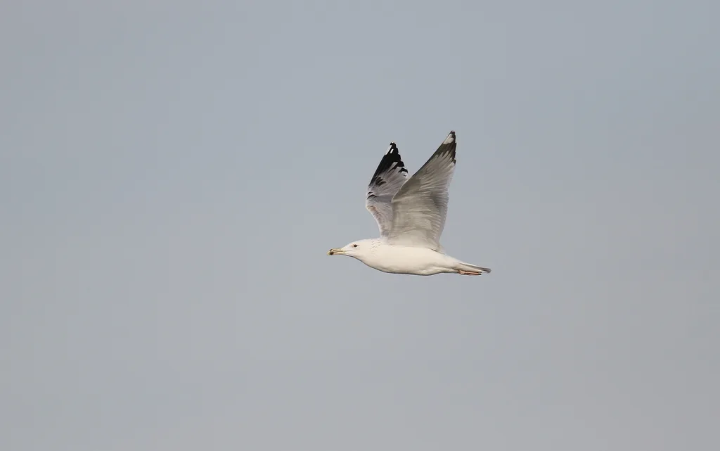 里海银鸥(Larus cachinnans)