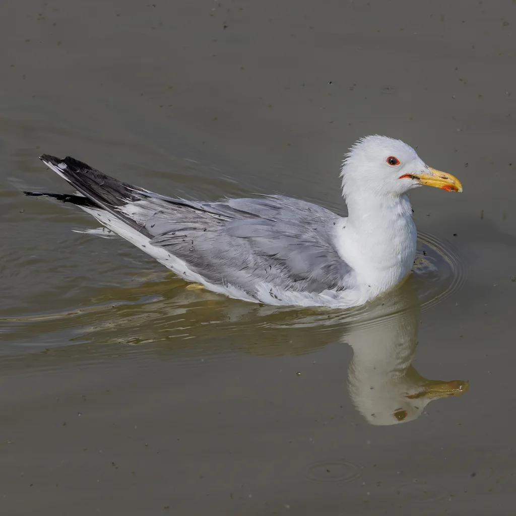 加州鸥(Larus californicus)