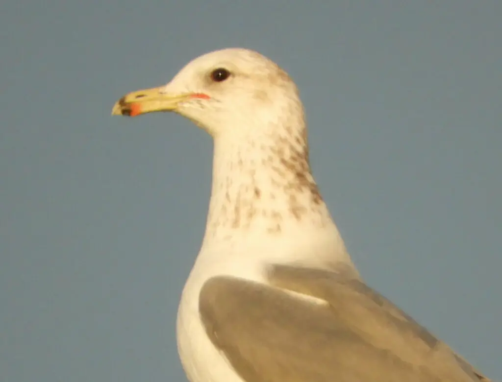 加州鸥(Larus californicus)