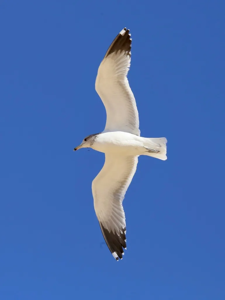 加州鸥(Larus californicus)