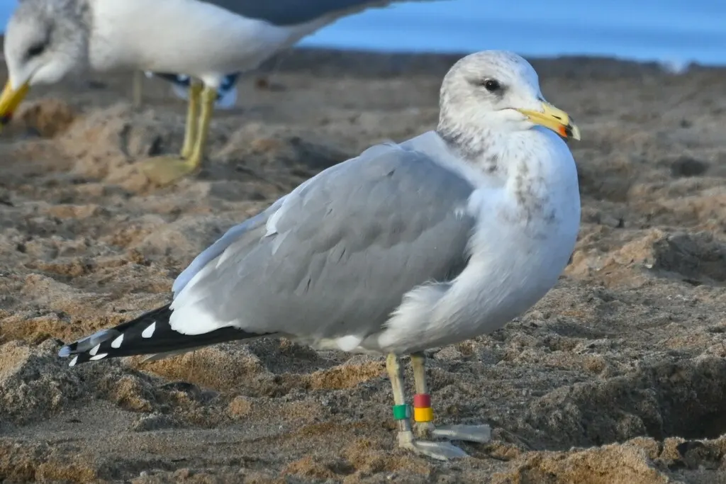 加州鸥(Larus californicus)