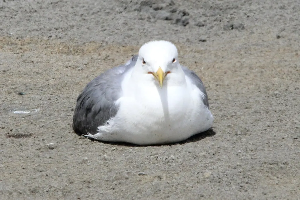 加州鸥(Larus californicus)