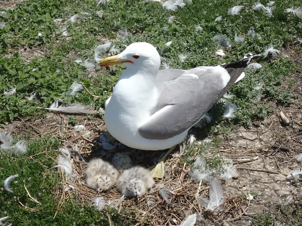 加州鸥(Larus californicus)
