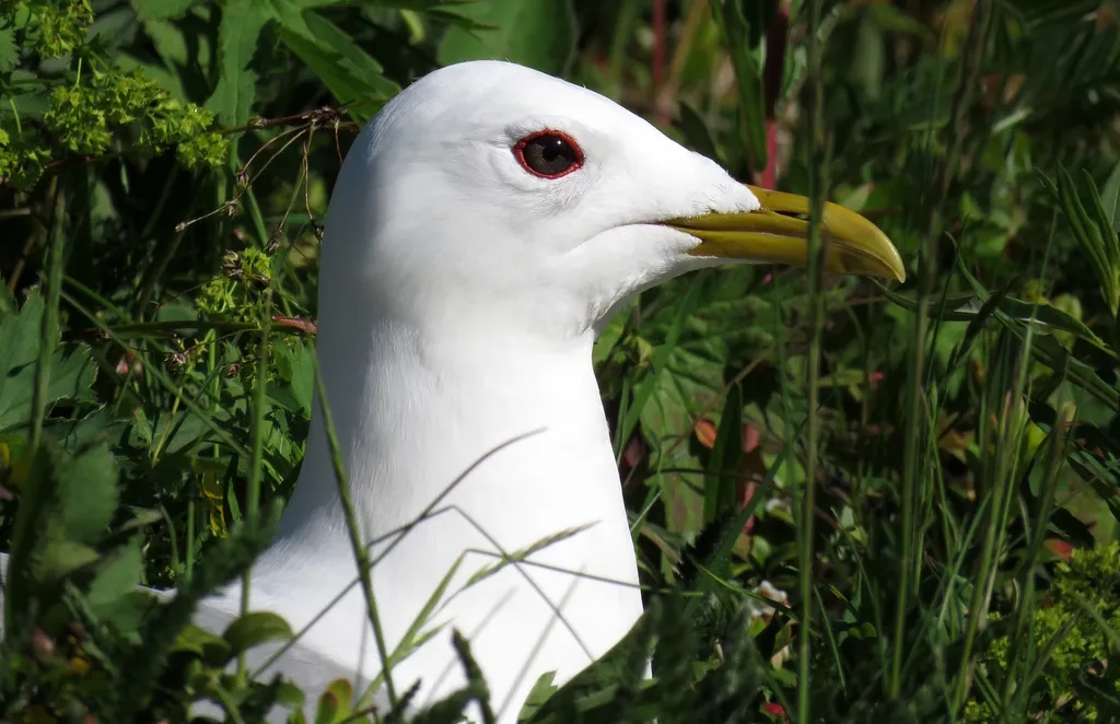 普通海鸥(Larus canus)